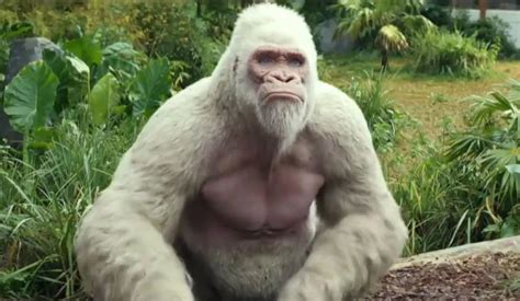 giant monkey movie|giant gorilla movies.